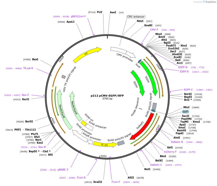 8389-plasmid-map-sequence-id-169383