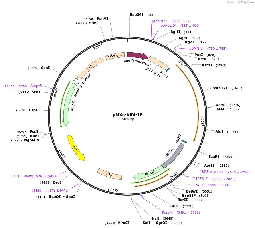 15920-plasmid-map-sequence-id-169385