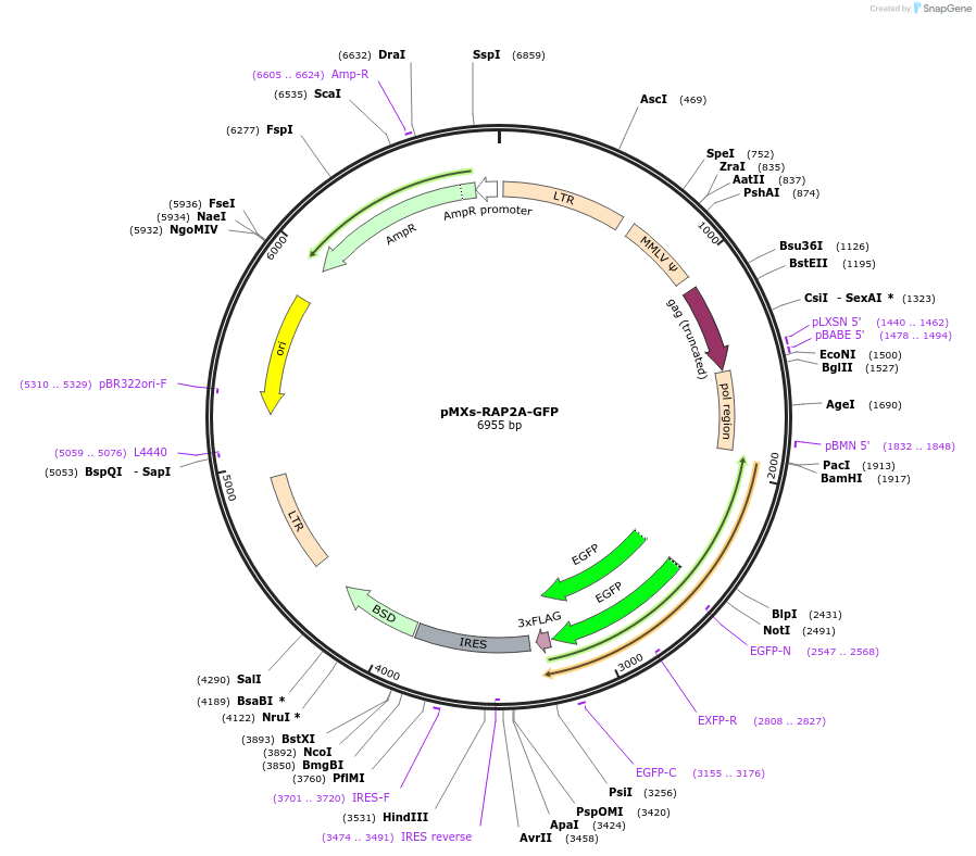 86124-plasmid-map-sequence-id-169425