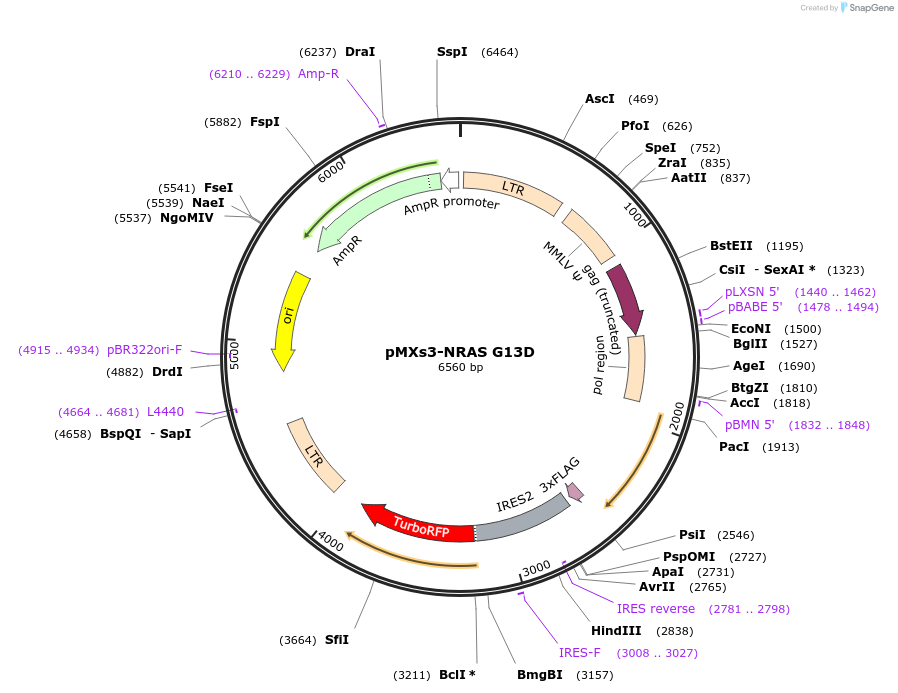86144-plasmid-map-sequence-id-169427
