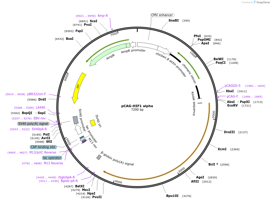 21101-plasmid-map-sequence-id-169432