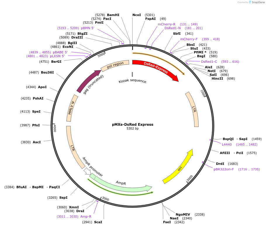 22724-plasmid-map-sequence-id-169438