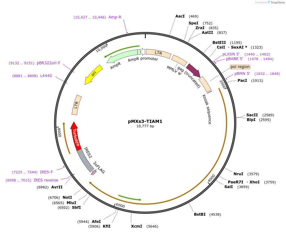 86143-plasmid-map-sequence-id-169440