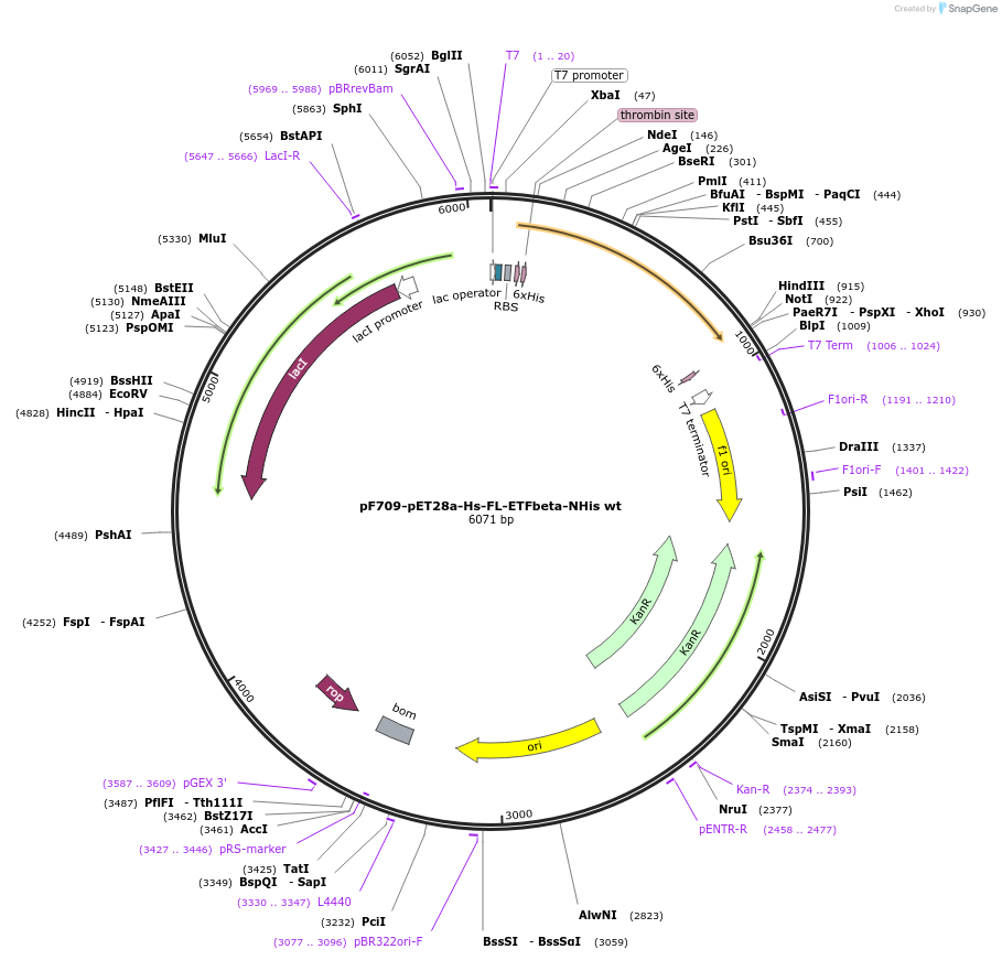 85110-plasmid-map-sequence-id-169441