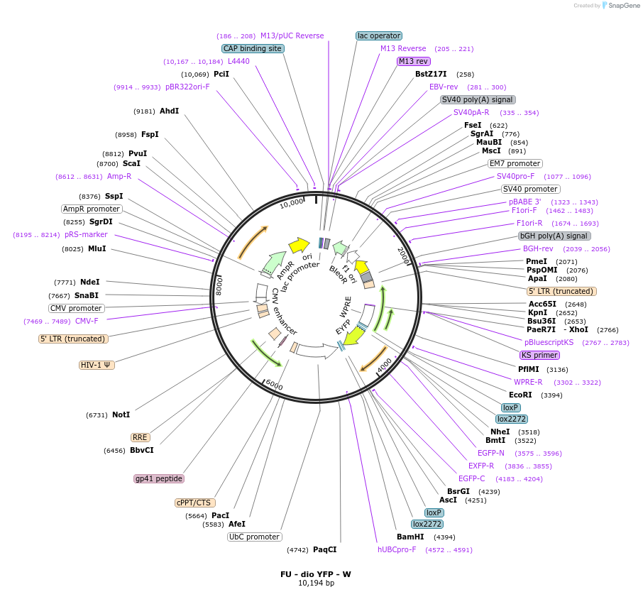73858-plasmid-map-sequence-id-169484