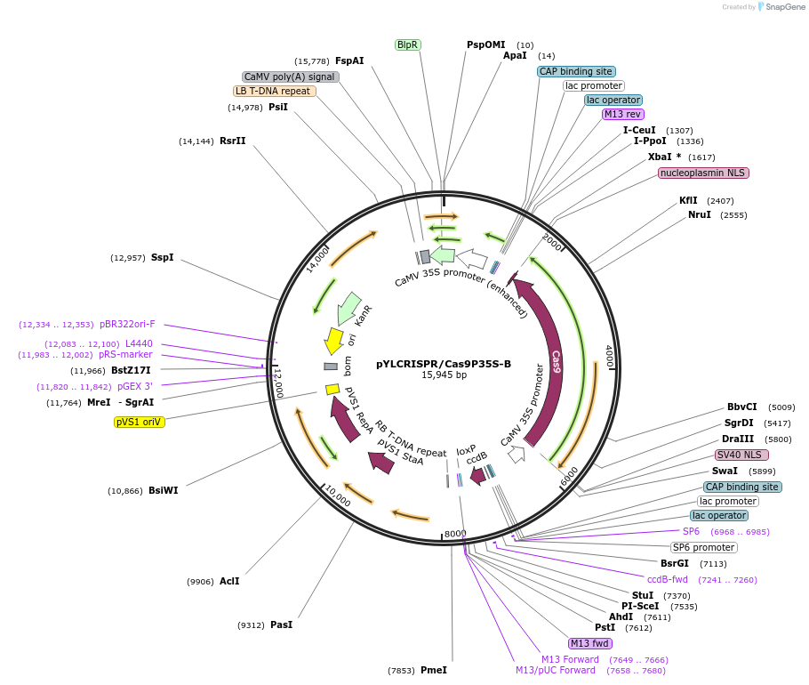 66190-plasmid-map-sequence-id-169495
