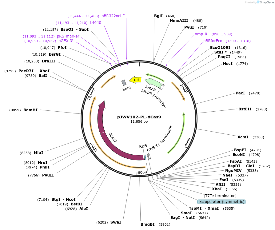 85588-plasmid-map-sequence-id-169496
