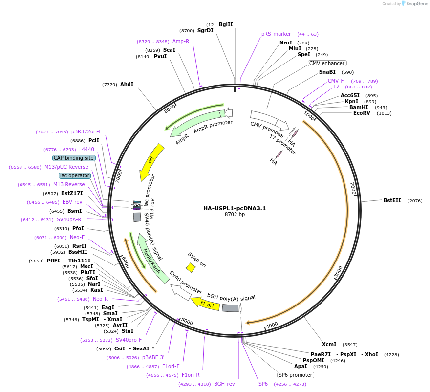 85760-plasmid-map-sequence-id-169506