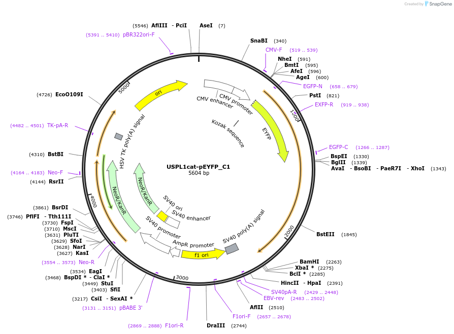 85766-plasmid-map-sequence-id-169509