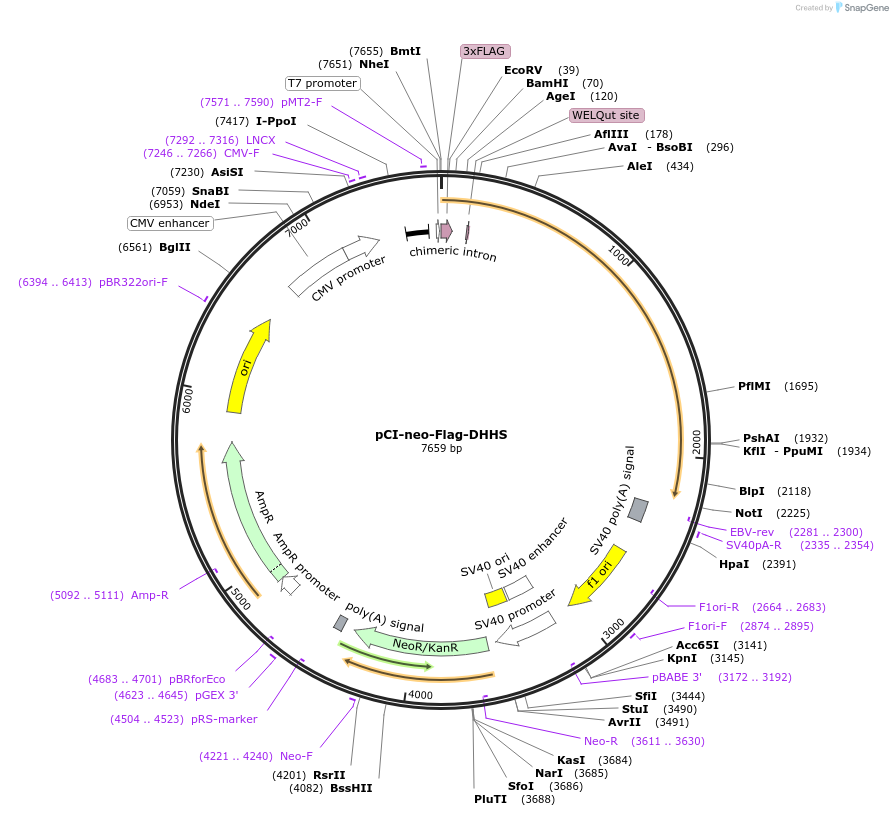 85813-plasmid-map-sequence-id-169510