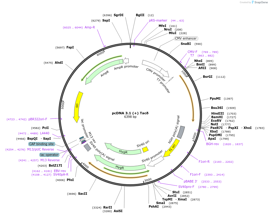 81177-plasmid-map-sequence-id-169511