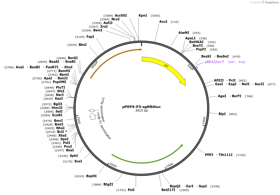 85590-plasmid-map-sequence-id-169513