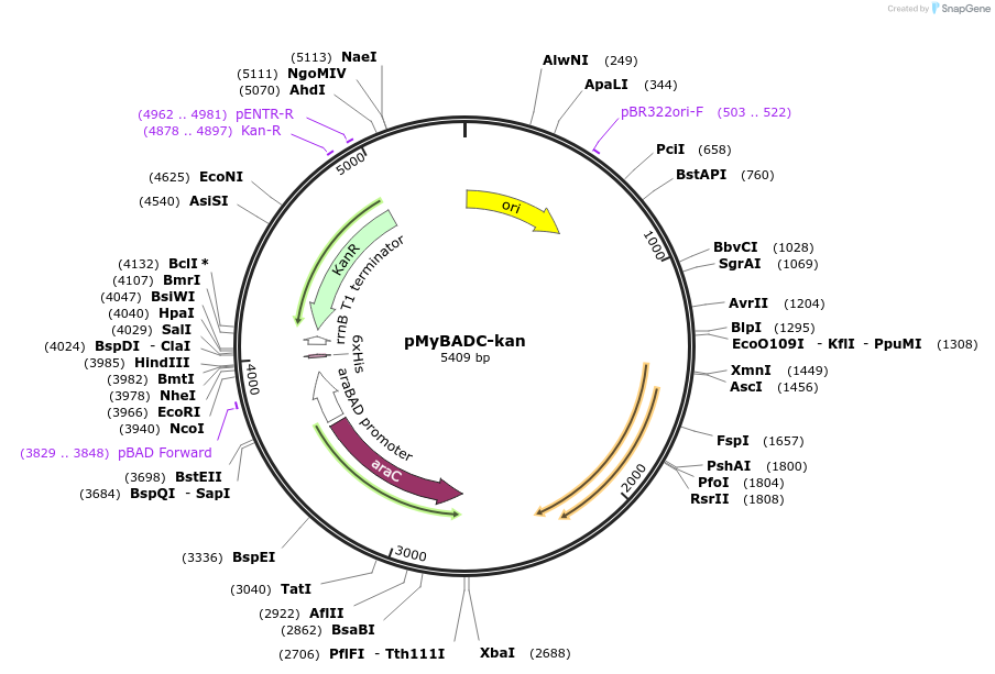 84689-plasmid-map-sequence-id-169520
