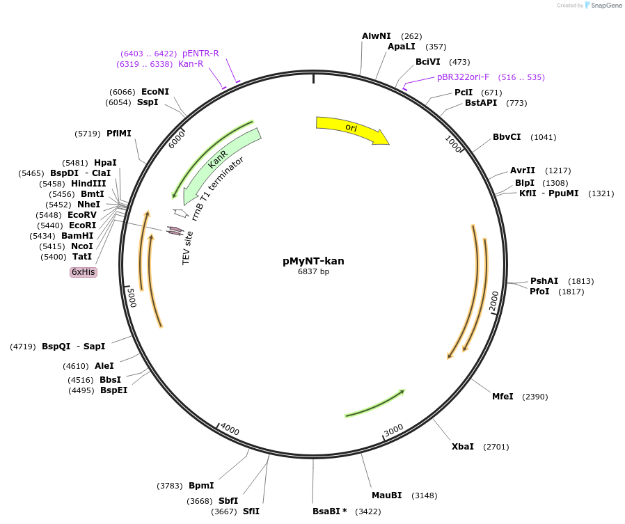 84693-plasmid-map-sequence-id-169523