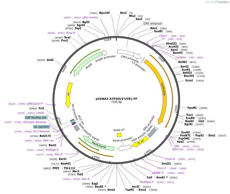85486-plasmid-map-sequence-id-169524