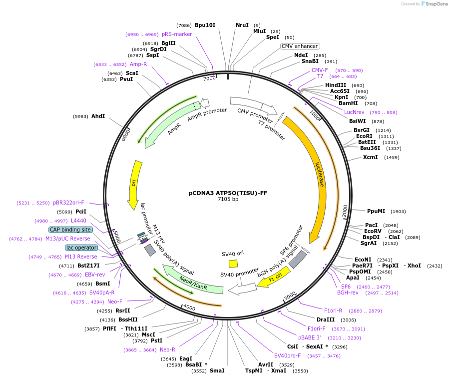 85489-plasmid-map-sequence-id-169530