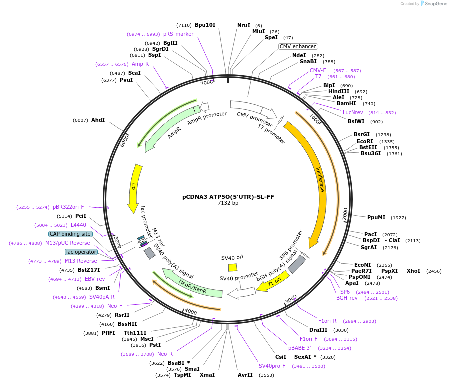 85491-plasmid-map-sequence-id-169534