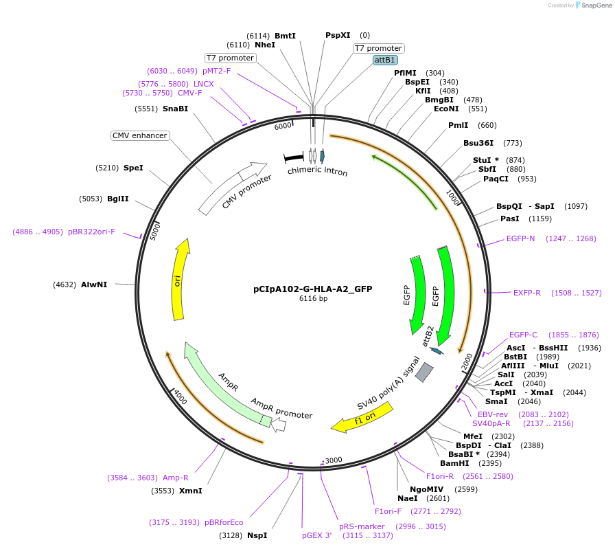 85162-plasmid-map-sequence-id-169535