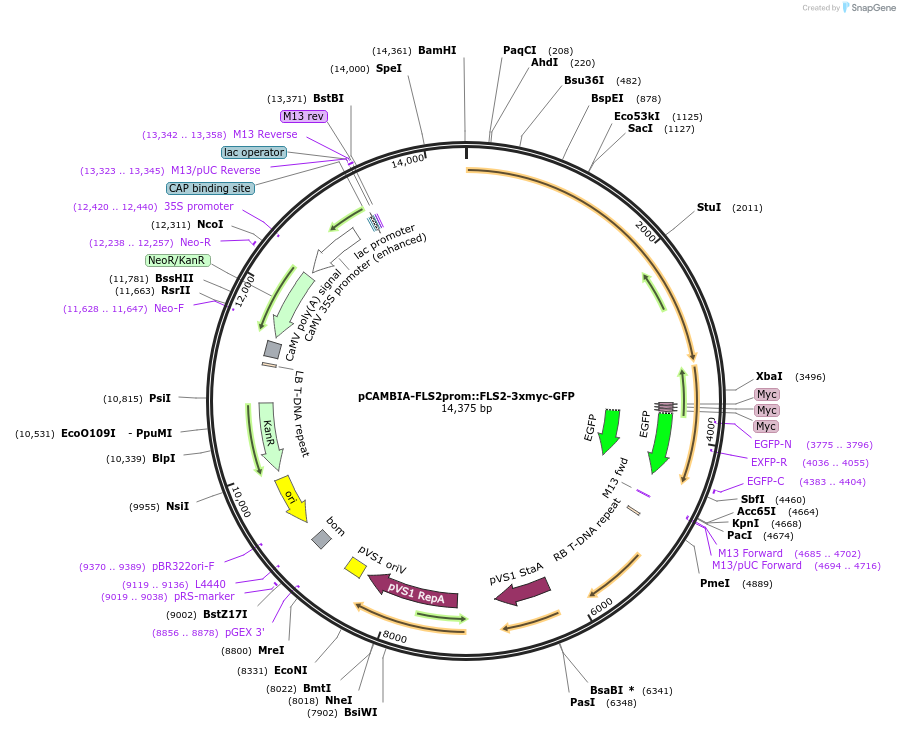 86157-plasmid-map-sequence-id-169551