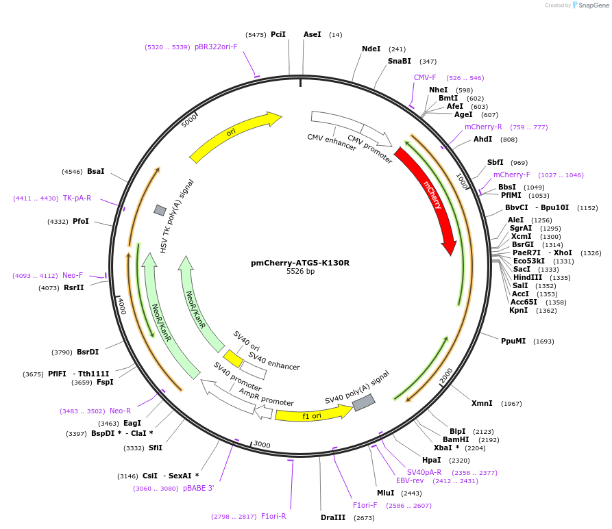 13096-plasmid-map-sequence-id-169554
