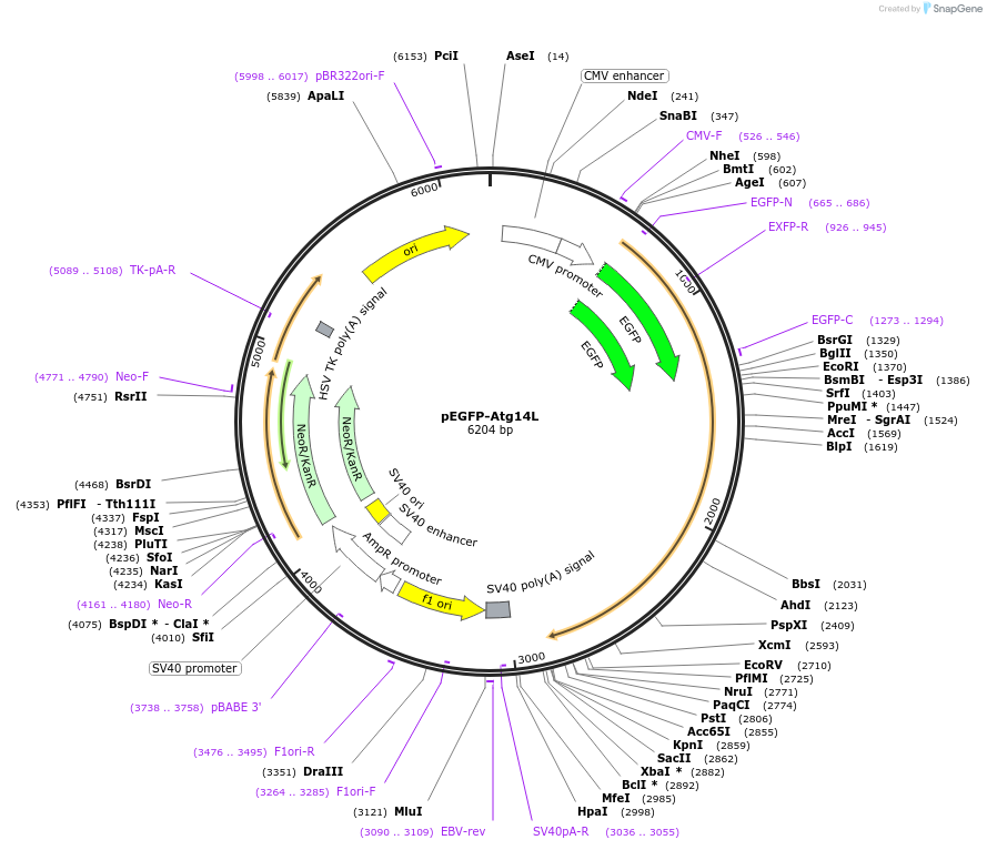 21635-plasmid-map-sequence-id-169556
