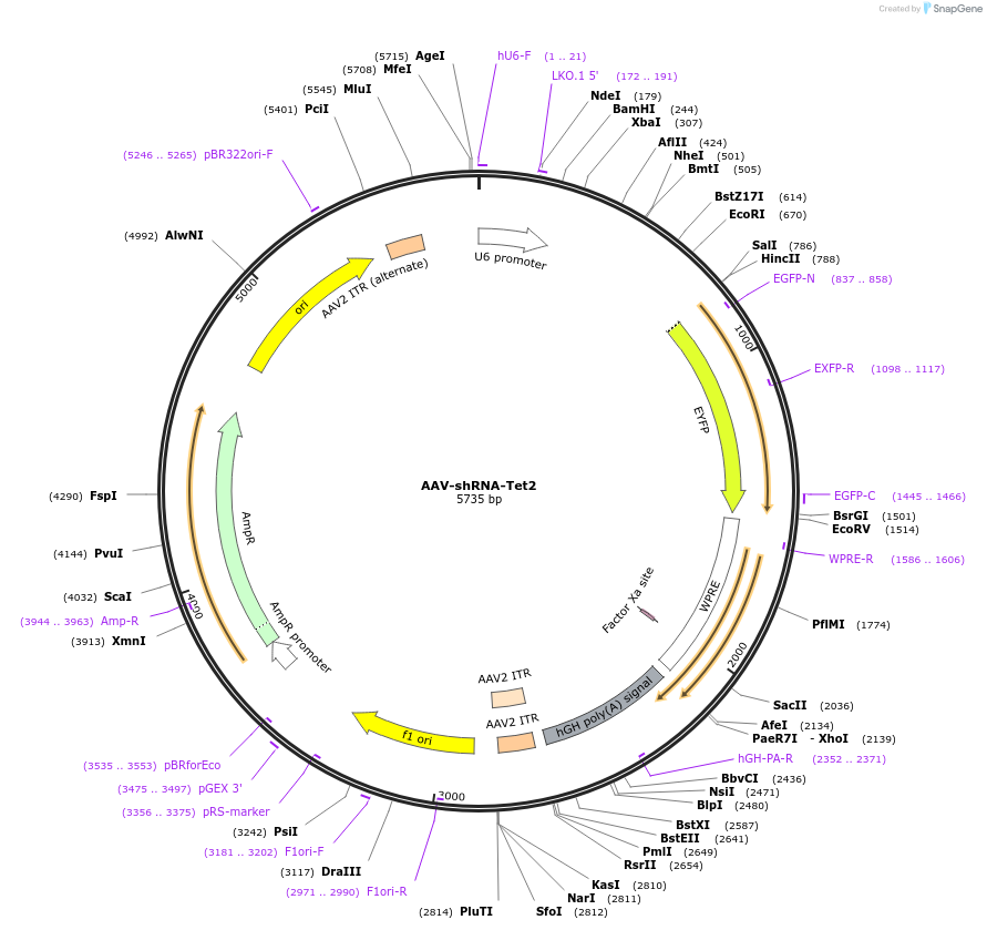 85743-plasmid-map-sequence-id-169559