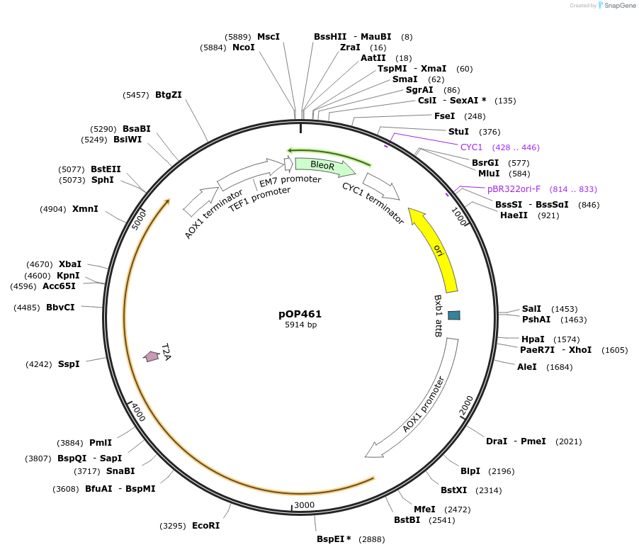 85934-plasmid-map-sequence-id-169569