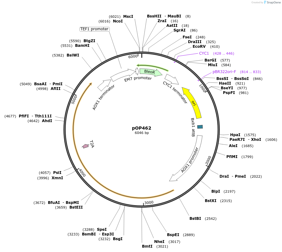 85935-plasmid-map-sequence-id-169573