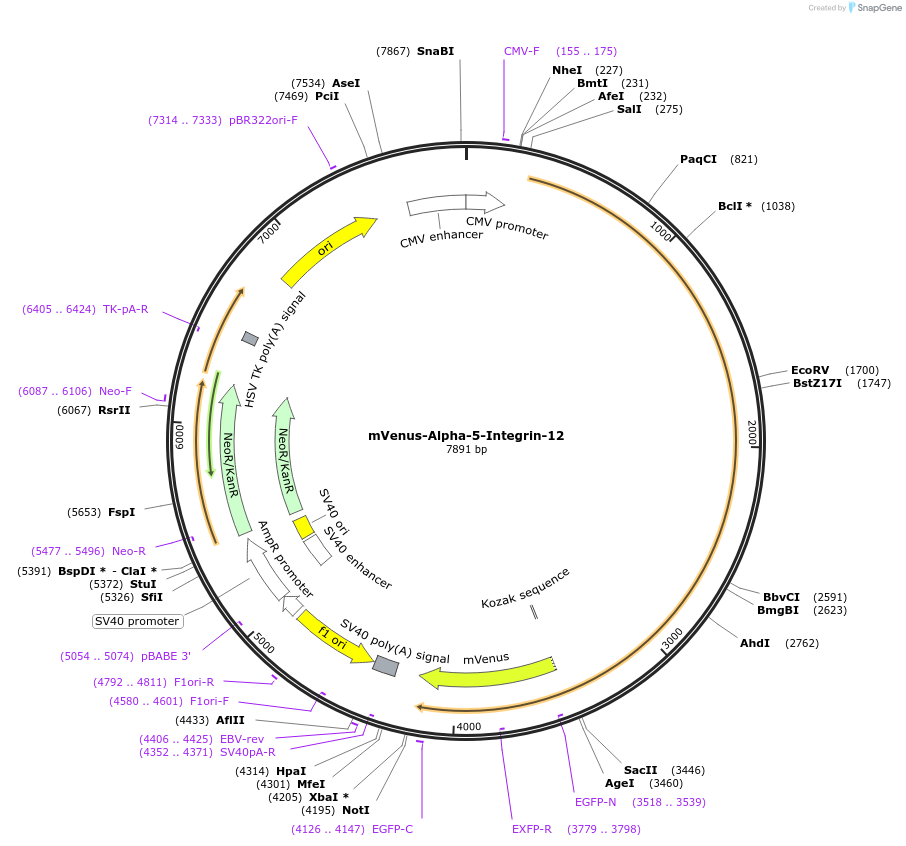 56603-plasmid-map-sequence-id-169595