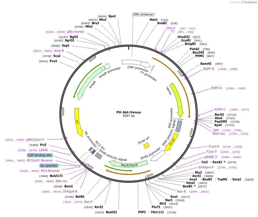 85223-plasmid-map-sequence-id-169596