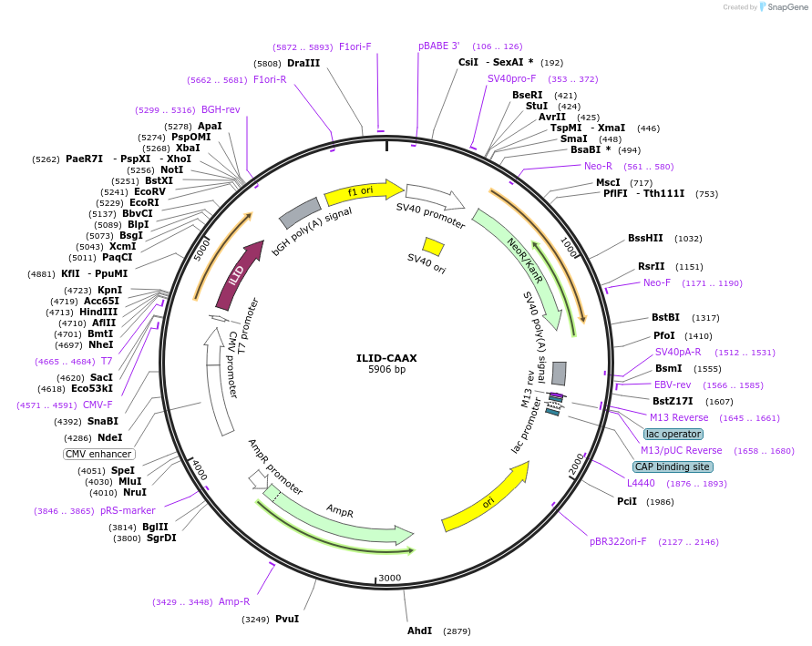 85680-plasmid-map-sequence-id-169603
