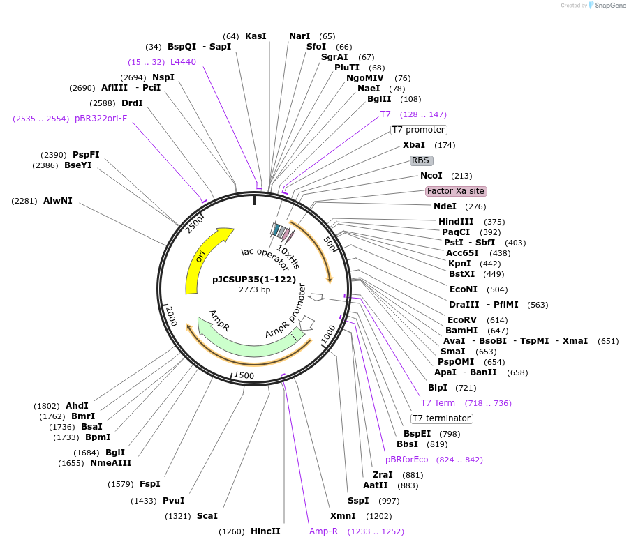 1091-plasmid-map-sequence-id-169606