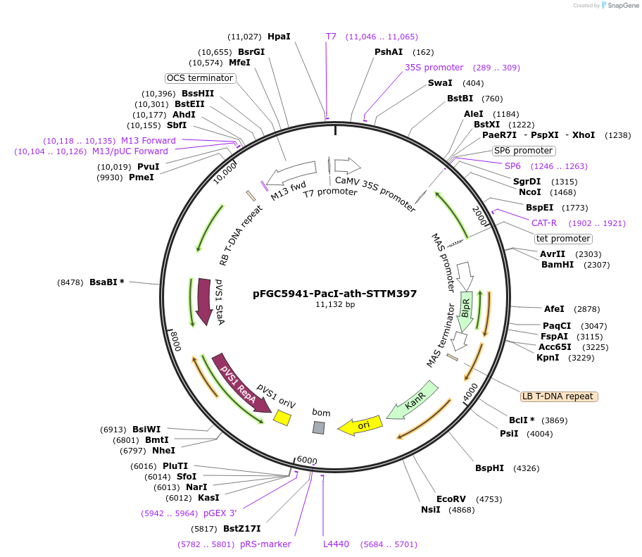 84123-plasmid-map-sequence-id-169614