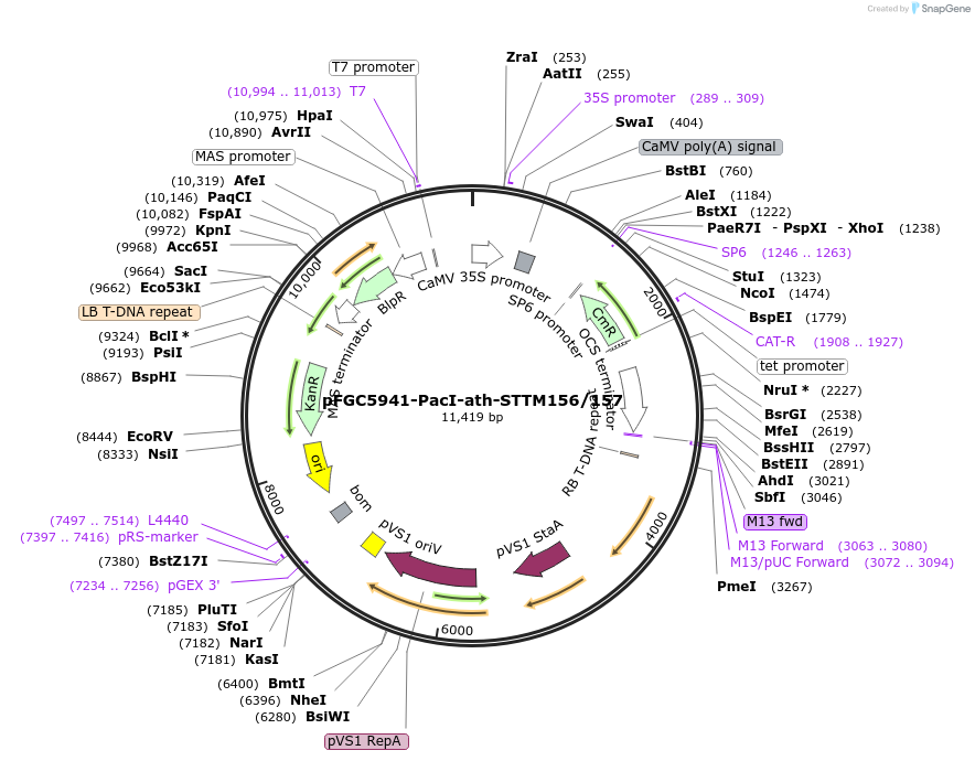 84083-plasmid-map-sequence-id-169618