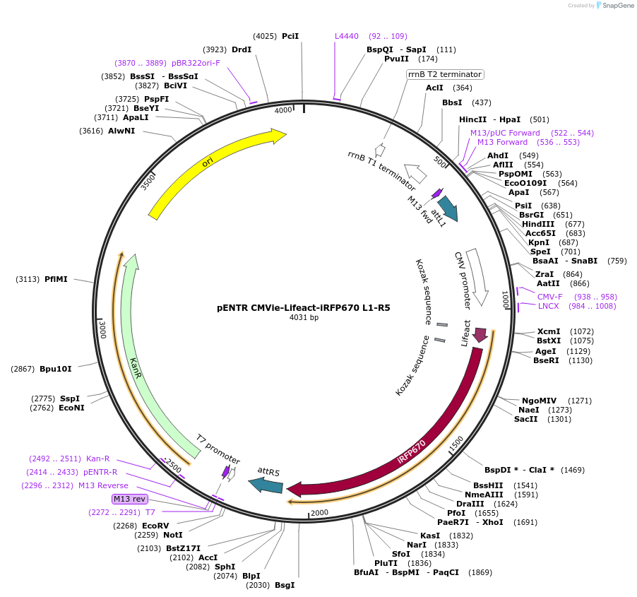 84390-plasmid-map-sequence-id-169689