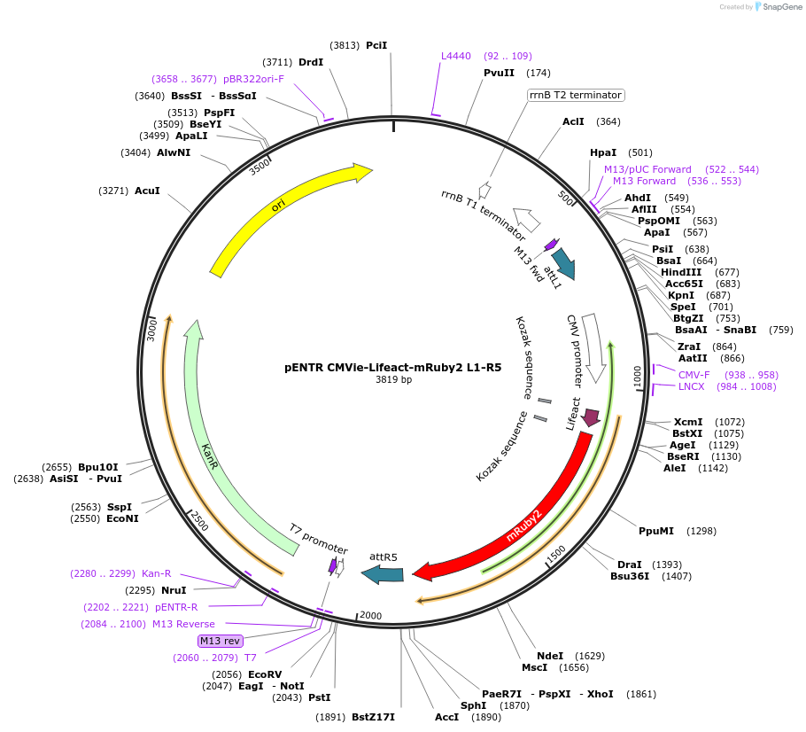 84389-plasmid-map-sequence-id-169690