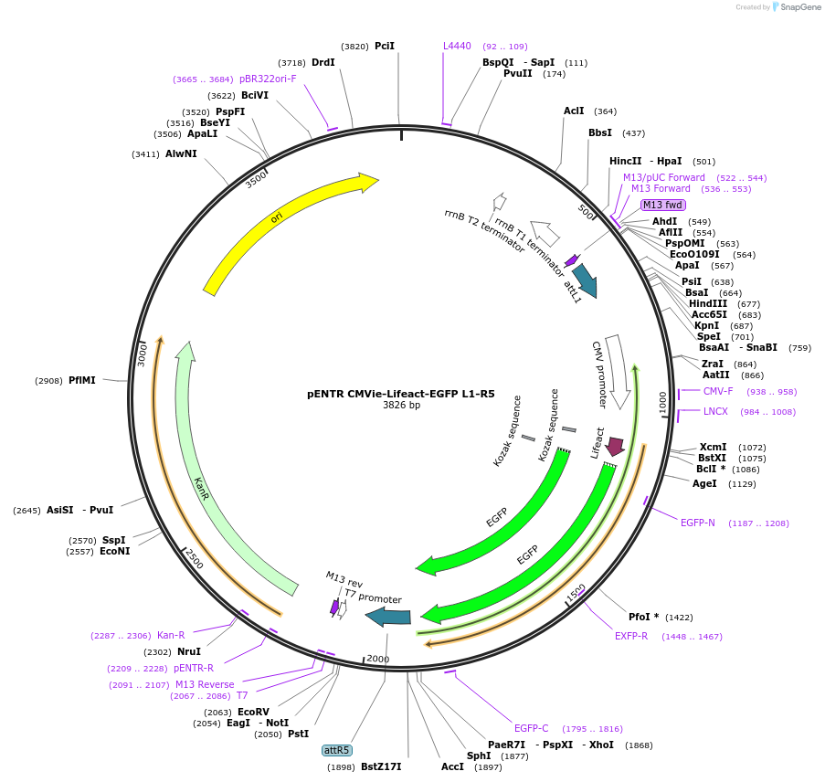 84391-plasmid-map-sequence-id-169691