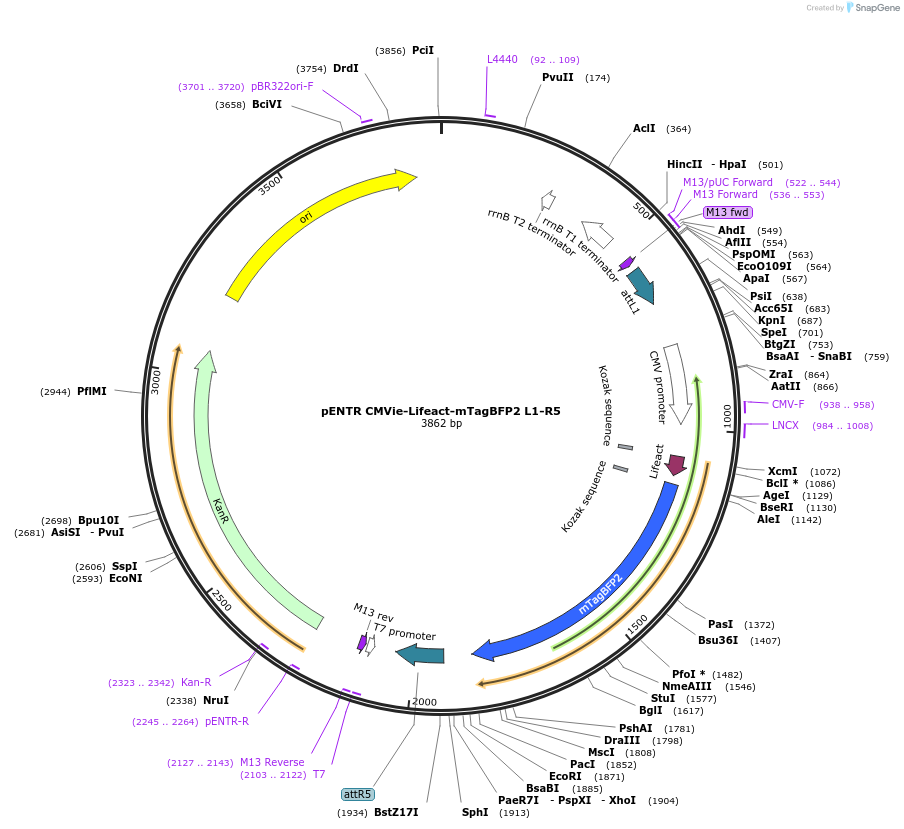 84388-plasmid-map-sequence-id-169692