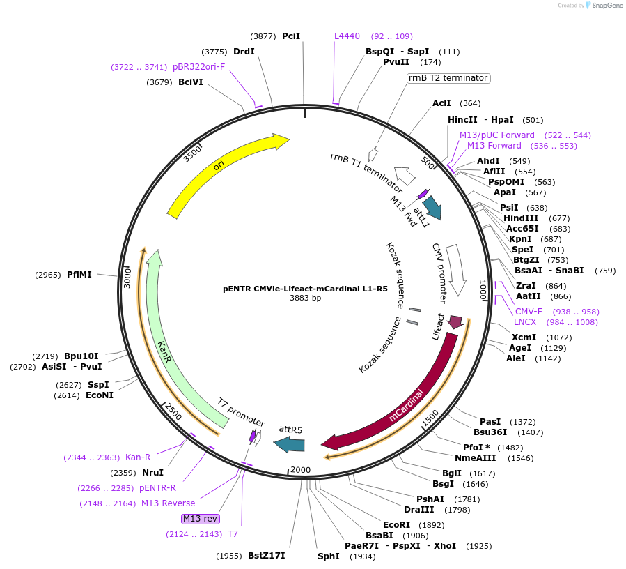 84392-plasmid-map-sequence-id-169693