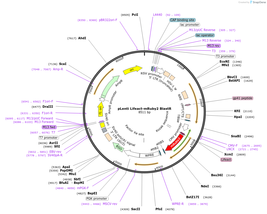 84384-plasmid-map-sequence-id-169694