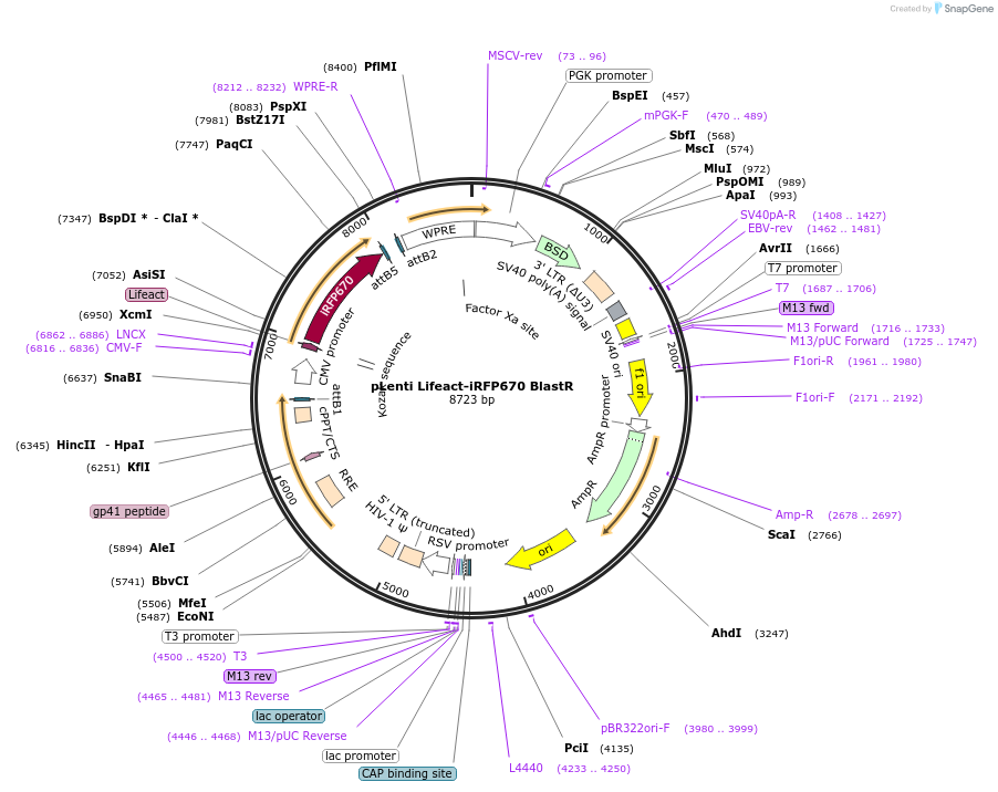 84385-plasmid-map-sequence-id-169695