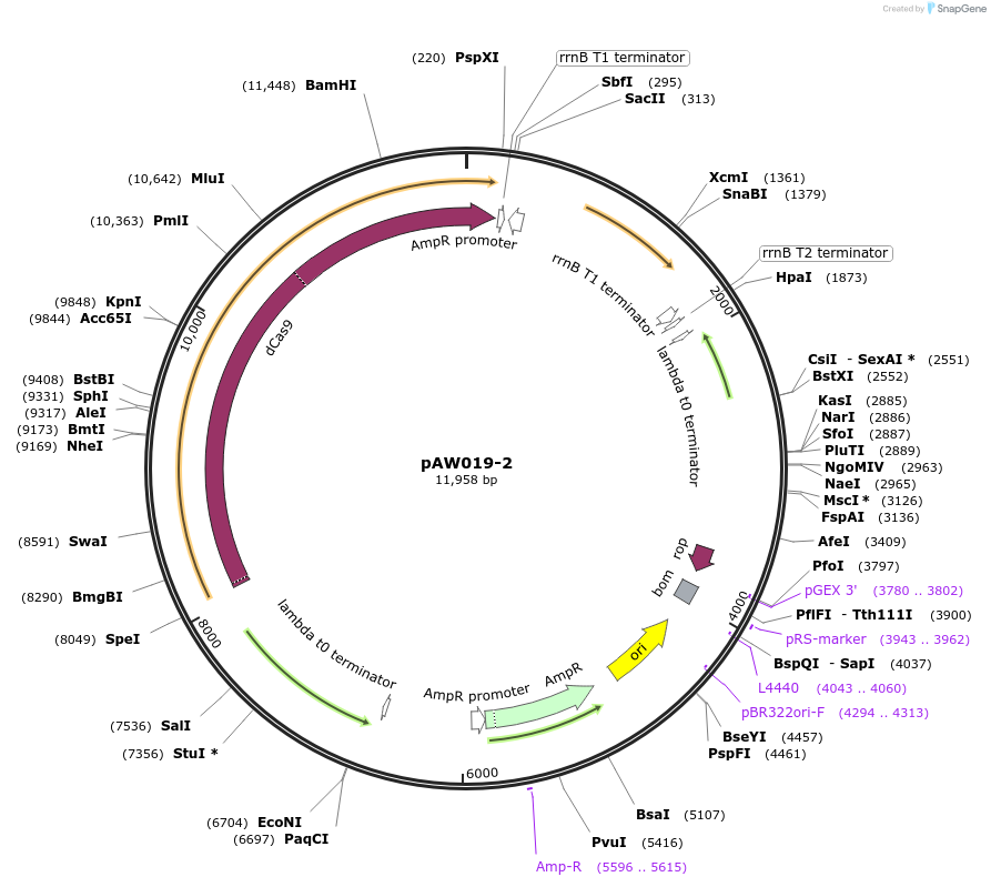 85614-plasmid-map-sequence-id-169711
