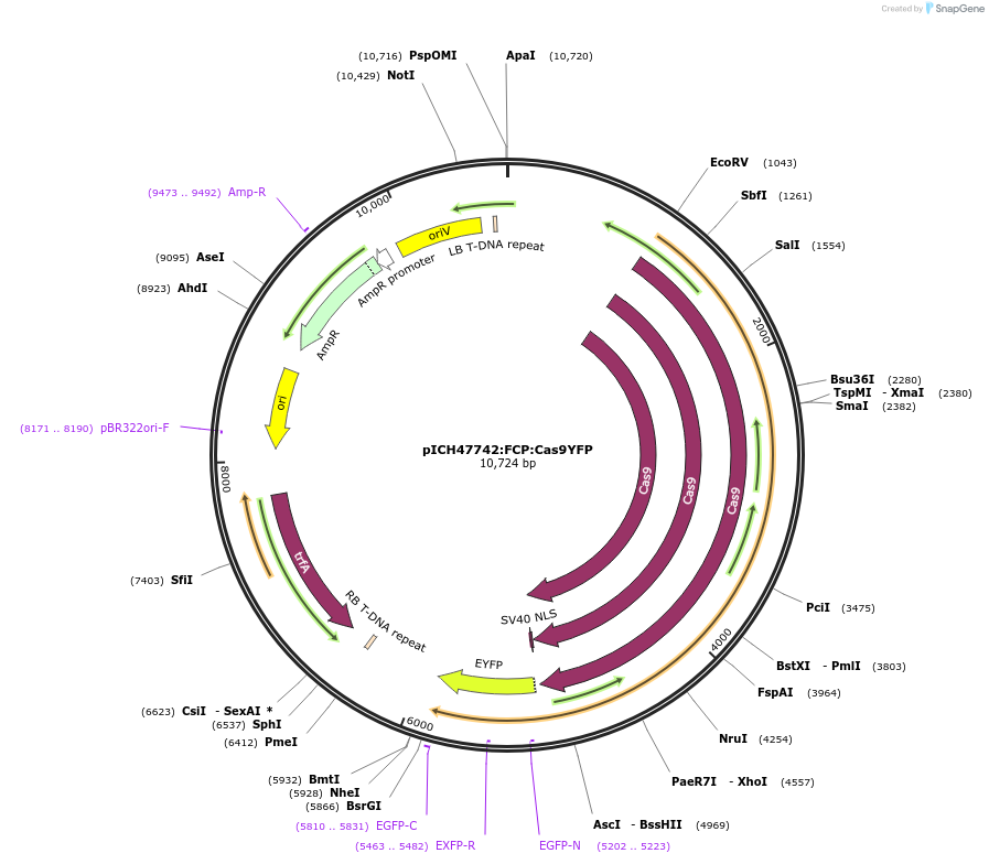 85986-plasmid-map-sequence-id-169712