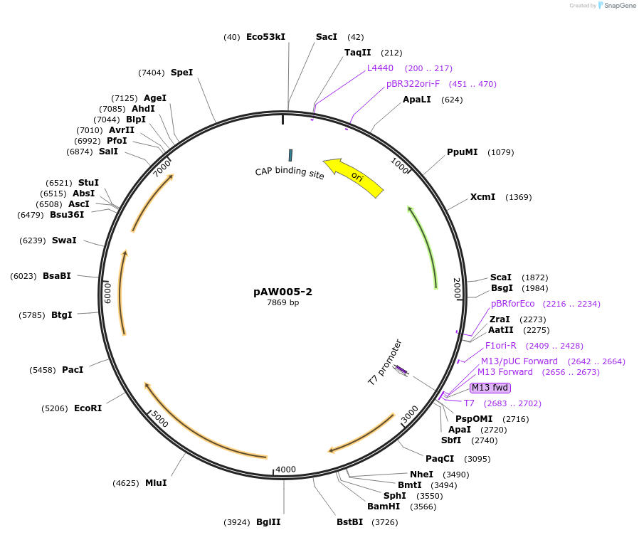 85611-plasmid-map-sequence-id-169717