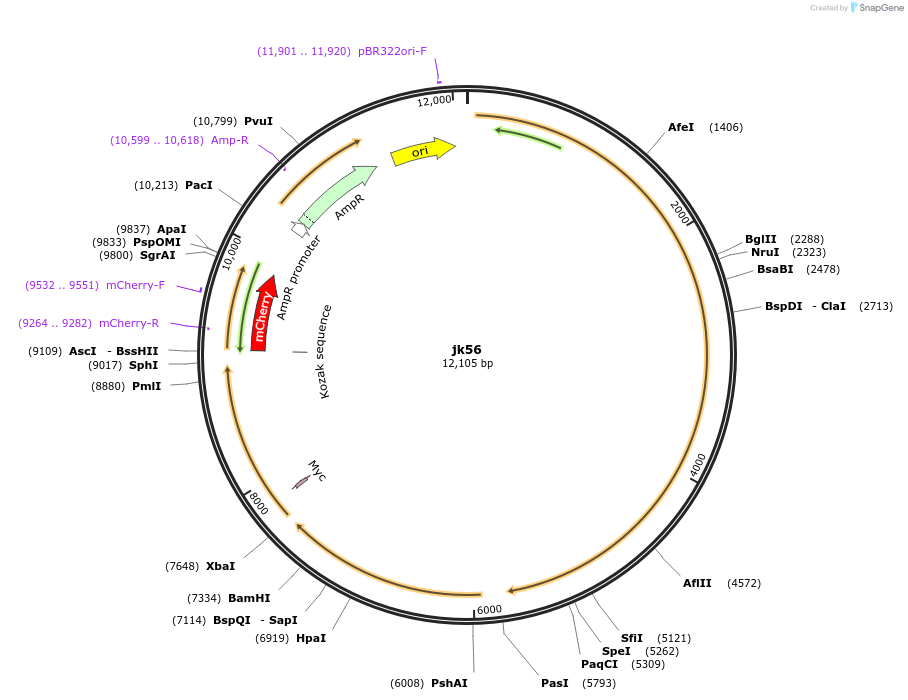 87009-plasmid-map-sequence-id-169740