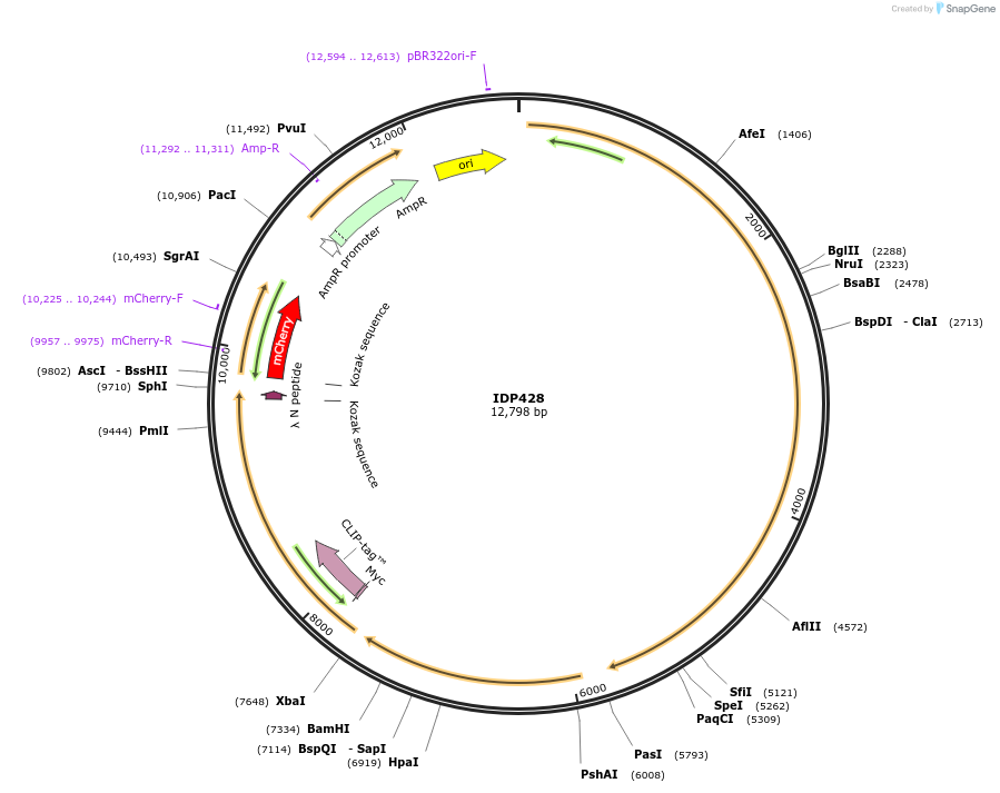 87014-plasmid-map-sequence-id-169746