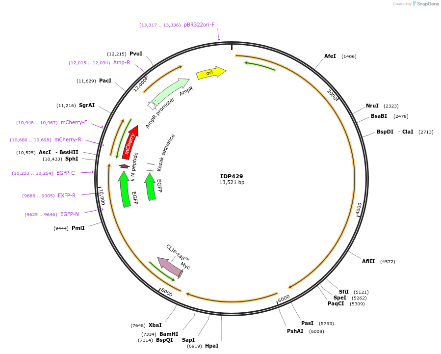 87016-plasmid-map-sequence-id-169748