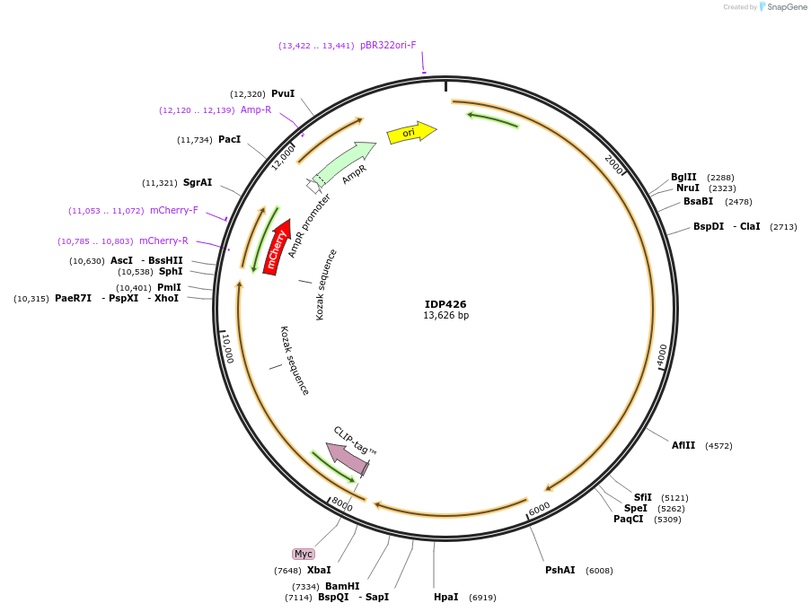 87017-plasmid-map-sequence-id-169750