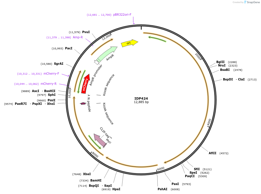 87018-plasmid-map-sequence-id-169751