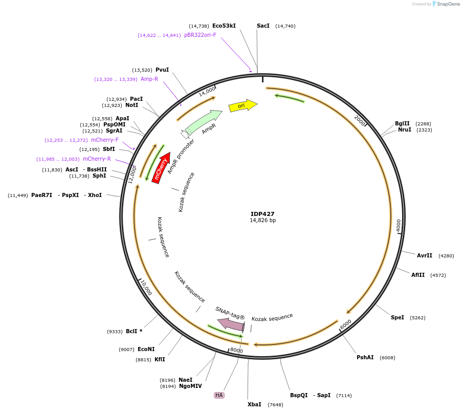 87021-plasmid-map-sequence-id-169755